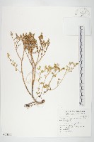 藏品(台灣佛甲草、石板菜)的圖片