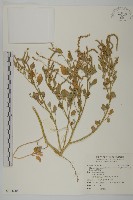 藏品(變葉藜)的圖片