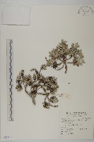 藏品(蘄艾、芙蓉菊)的圖片