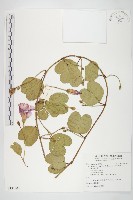 藏品(馬鞍藤)的圖片