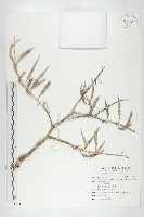 藏品(濱萊菔)的圖片