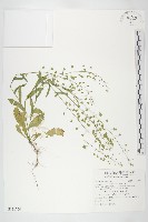 藏品(薺)的圖片