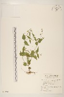 藏品(粗毛小米菊)的圖片