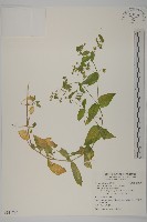 藏品(鵝兒腸)的圖片