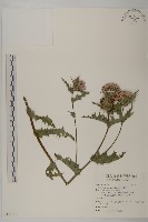 藏品(南國小薊)的圖片