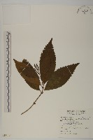 藏品(草珊瑚、紅果金粟蘭)的圖片