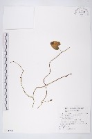 藏品(銳葉牽牛)的圖片