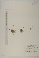藏品()的圖片