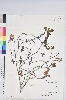 藏品(金毛杜鵑)的圖片