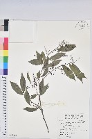 藏品(密花五月茶)的圖片