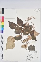 藏品(白匏子)的圖片