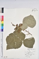 藏品(野桐)的圖片