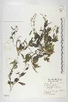 藏品(小葶藶)的圖片