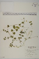 藏品(阿里山繁縷)的圖片