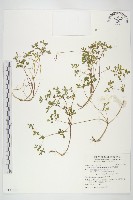 藏品(星果佛甲草)的圖片