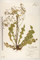 藏品(刀傷草)的圖片