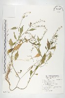 藏品(小葶藶)的圖片