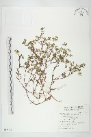 藏品(星果佛甲草)的圖片