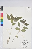 藏品(山靛)的圖片