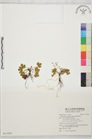 藏品(鹿場毛茛)的圖片