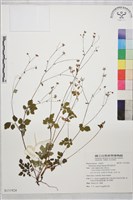 藏品(傅氏唐松草)的圖片