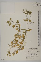 藏品(鵝兒腸)的圖片