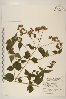 藏品(腺葉澤蘭)的圖片