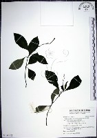 藏品(針刺草)的圖片