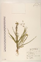 藏品(多頭苦菜、野剪刀股)的圖片