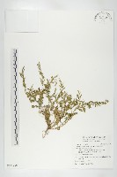 藏品(廣東葶藶)的圖片