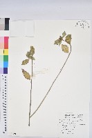 藏品(白苞猩猩草)的圖片