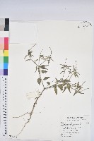 藏品(波氏巴豆)的圖片