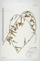 藏品(盒果藤)的圖片