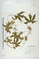 藏品(雙輪瓜)的圖片