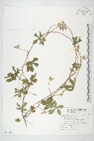 藏品(九爪藤)的圖片