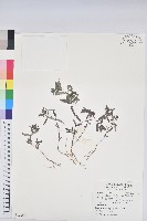 藏品(假紫斑大戟)的圖片