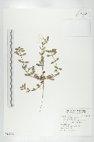 藏品(伯格草)的圖片