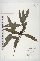 藏品(桃葉珊瑚)的圖片