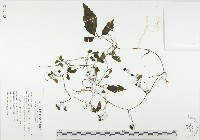 藏品(絞股藍)的圖片