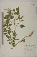 藏品(小葉藜)的圖片