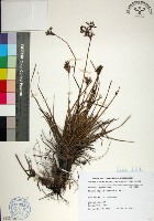 藏品(乾溝飄拂草)的圖片