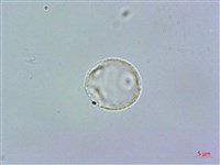 藏品(糙葉赤車使者)的圖片