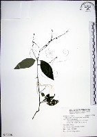 藏品(針刺草)的圖片