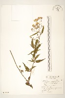 藏品(蔓黃菀)的圖片