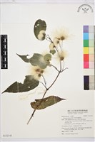 藏品(亨利氏鐵線蓮)的圖片