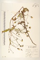 藏品(玉山毛蓮菜)的圖片