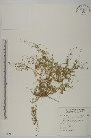 藏品(南方山芫荽)的圖片