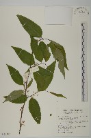 藏品(佩羅特木)的圖片