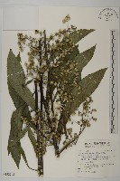 藏品(走馬胎)的圖片