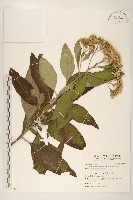 藏品(美洲闊苞菊)的圖片